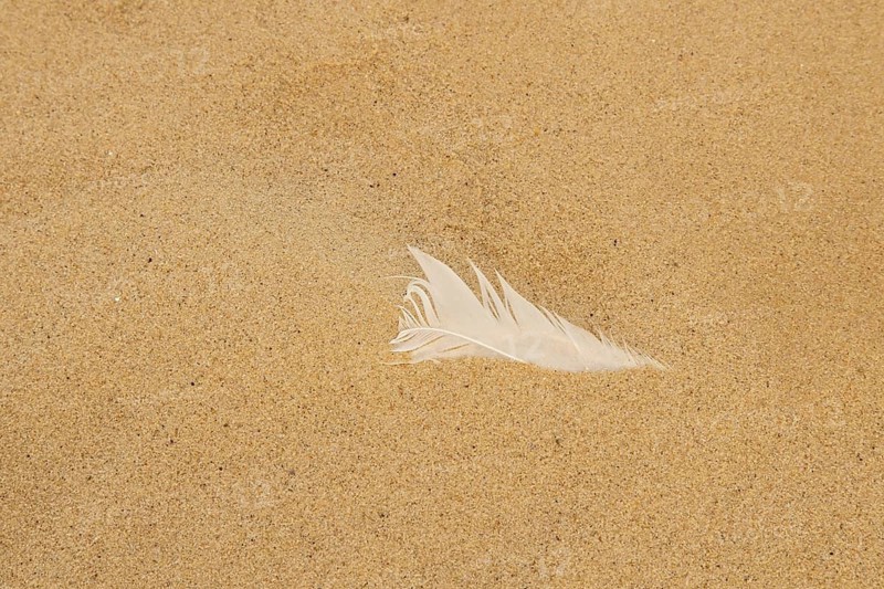 White feather on a sandy beach, Norfolk, England, United Kingdom