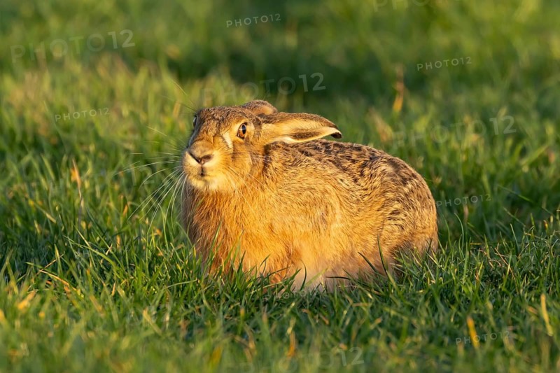 European brown hare (Lepus europaeus) adult animal in a farmalnd cereal field, England, United Kingdom