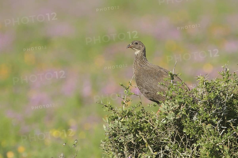 Cape Spurfowl (Pternistis capensis), Western Cape, South Africa