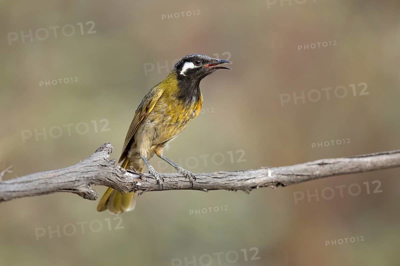 White-eared Honeyeater (Nesoptilotis leucotis) perched on a branch, Victoria, Australia