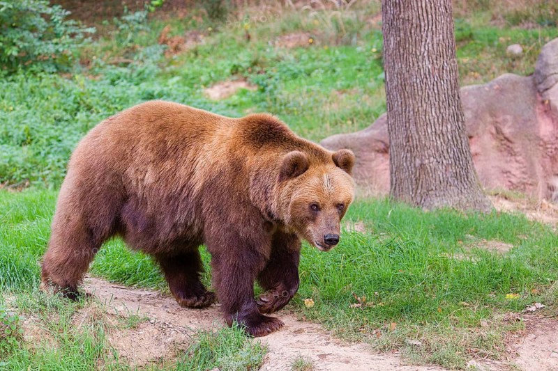 A Kamchatka brown bear (Ursus arctos piscator) runs along a path in a forest