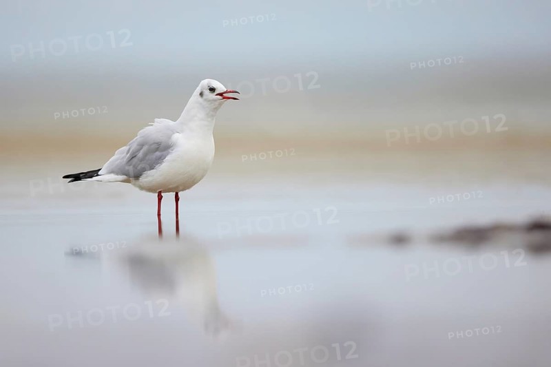 Black-headed Gull (Chroicocephalus ridibundus), Mecklenburg-Western Pomerania, Germany