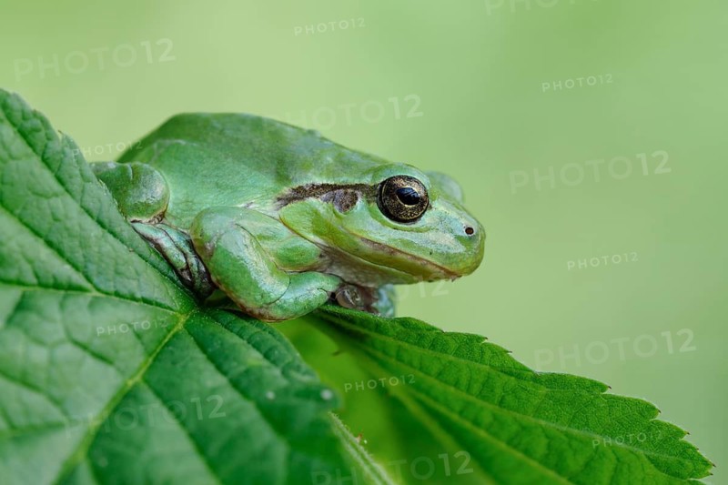European Tree Frog (Hyla arborea) perchend on leaf, North Rhine-Westphalia, Germany