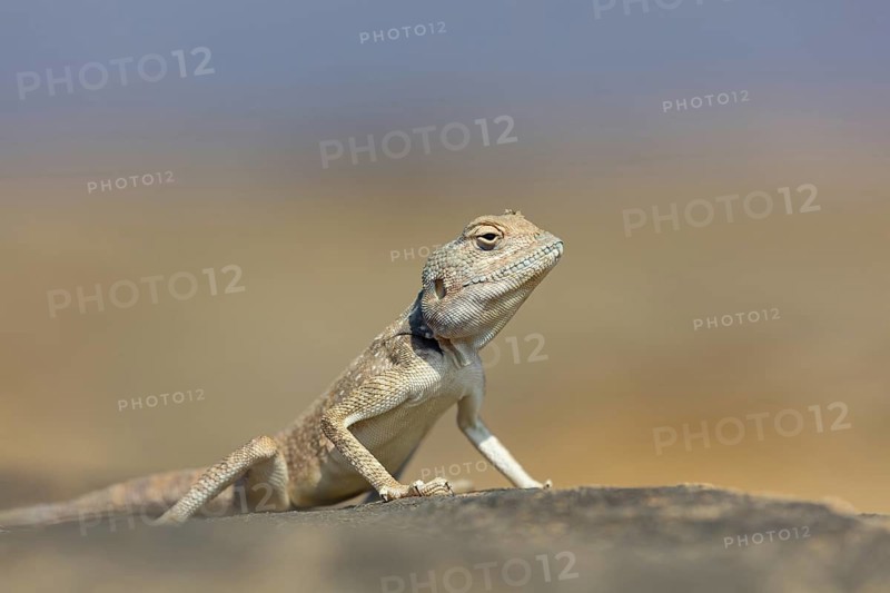 (Pseudotrapelus dhofarensis), Dhofar Desert Agama, agama, lizard, reptile, rock, agama species in the Middle East, Khawr Rawri, Salalah, Dhofar, Oman