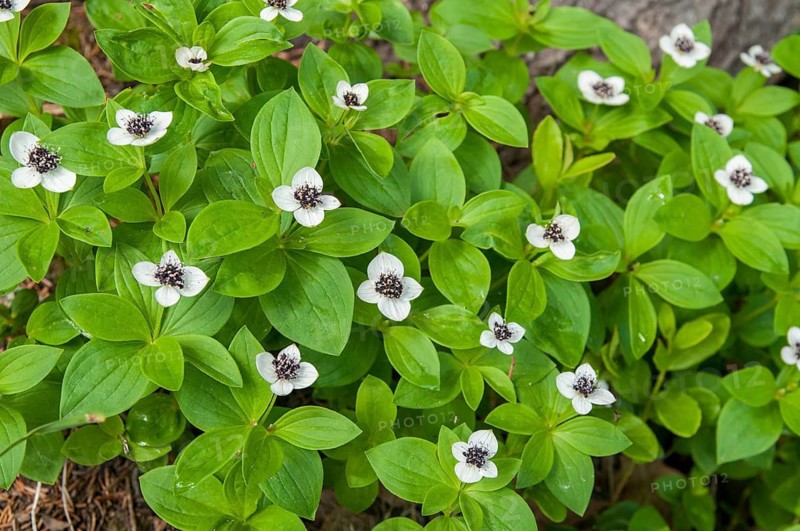 Cornaceae, Cornus suecica, Finland, dogwood, dogwood, Swedish dogwood, bunchberry, dwarf cornel, flora, plants, plants