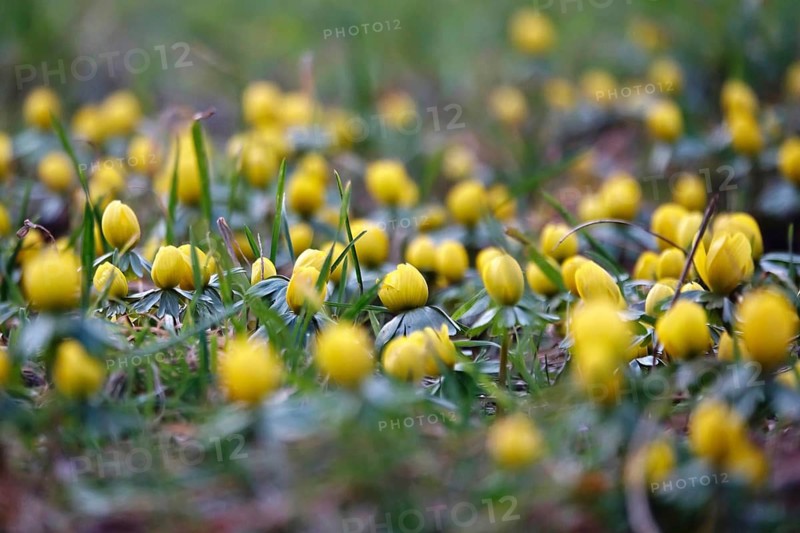 Winter aconites in a meadow, winter, Germany