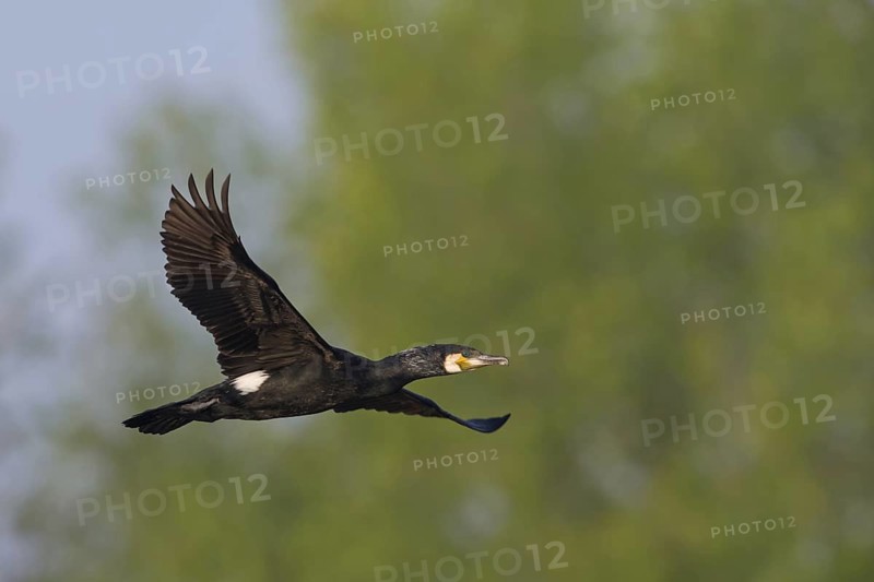 Cormorant, (Phalacrocorax carbo), animals, birds, flight photo, blue sky, from the side, Wagbachniederung, Baden-Württemberg, Federal Republic of Germany