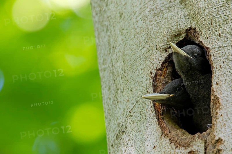 Black woodpecker, (Dryocopus martius), mTuiere, birds, woodpeckers, family of the true woodpeckers, at breeding cavity, two young birds waiting for food and looking out of the breeding cavity, forest park, Mannheim, Baden-Württemberg, Germany