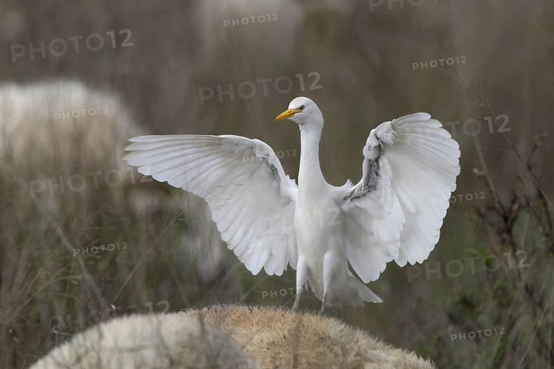 Kuhreiher; lat. Bubulcus ibis; landet auf Schafrücken