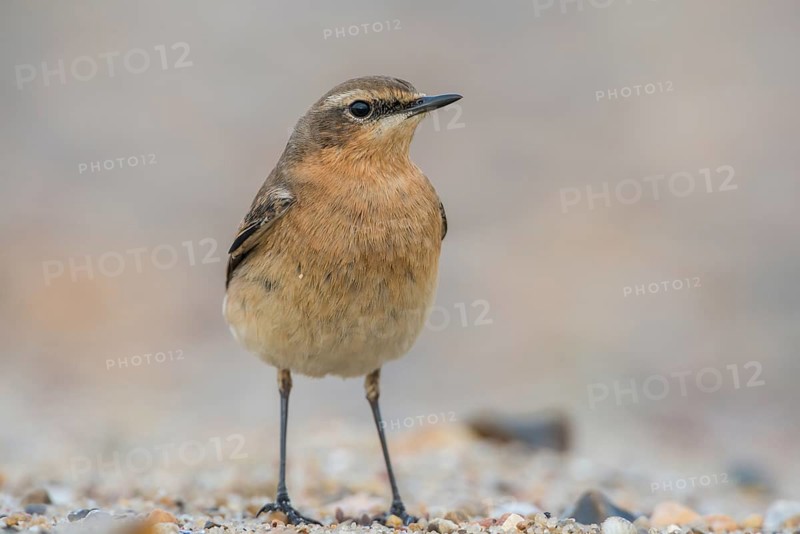 Northern Wheatear (Oenanthe oenanthe), Schleswig-Holstein, Germany