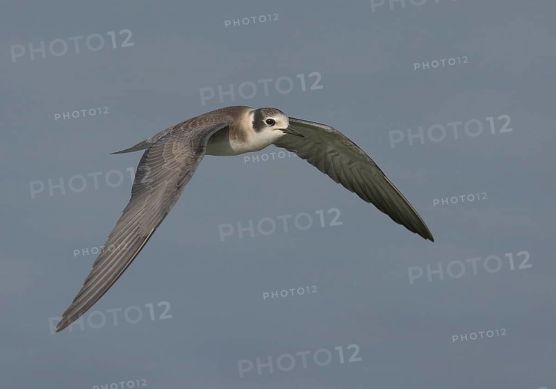 Black Tern (Chlidonias niger) flying, North Carolina, USA