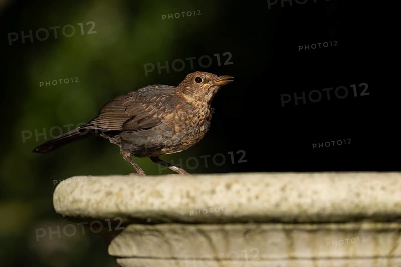 Eurasian blackbird (Turdus merula) adult female bird drinking on a garden bird water bath, England, United Kingdom