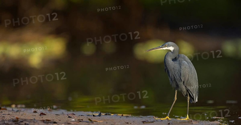 Great Egret, (Egretta gularis), foraging, Raysut, Salalah, Dhofar, Oman