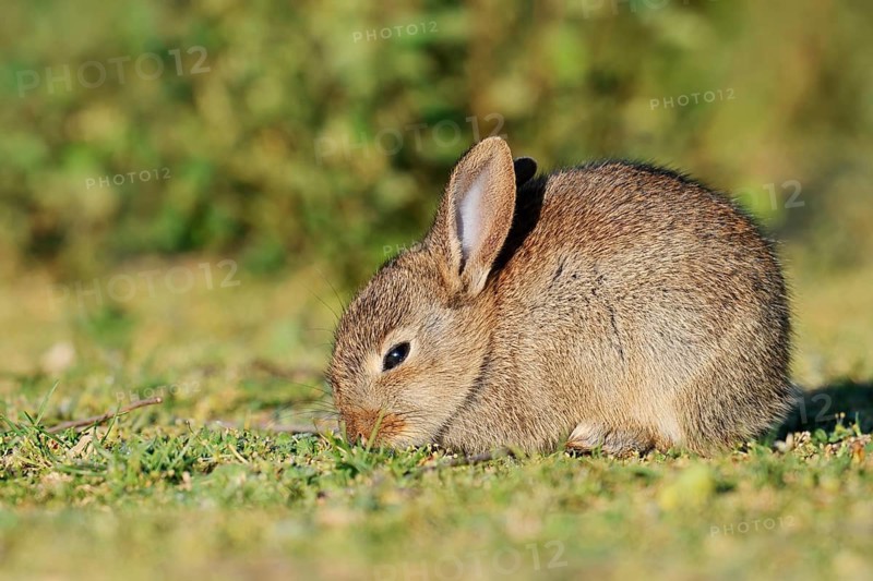 Wild rabbit (Oryctolagus cuniculus), a young rabbit sitting in a meadow, North Rhine-Westphalia, Germany