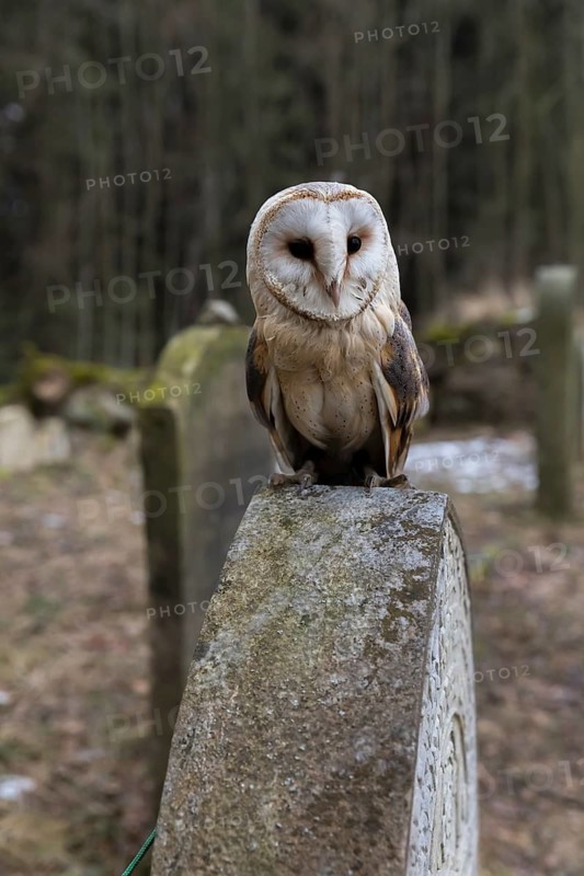 One barn owl (Tyto alba) perched on a very old gravestone in a forest. Green vegetation in the background