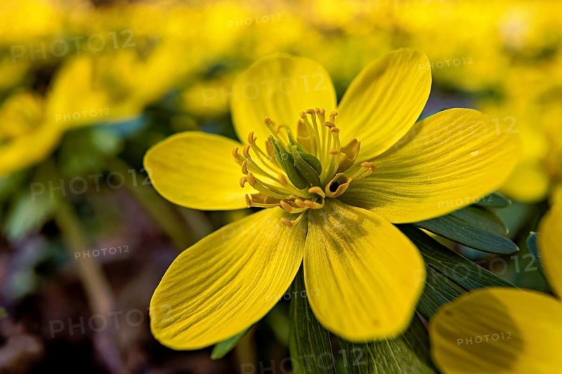 A close-up of a yellow spring flower appearing brightly in the sunlight, blooming winter aconites (Eranthis hyemalis) with a honeybee (Apis) Spring forest near Jena in Thuringia