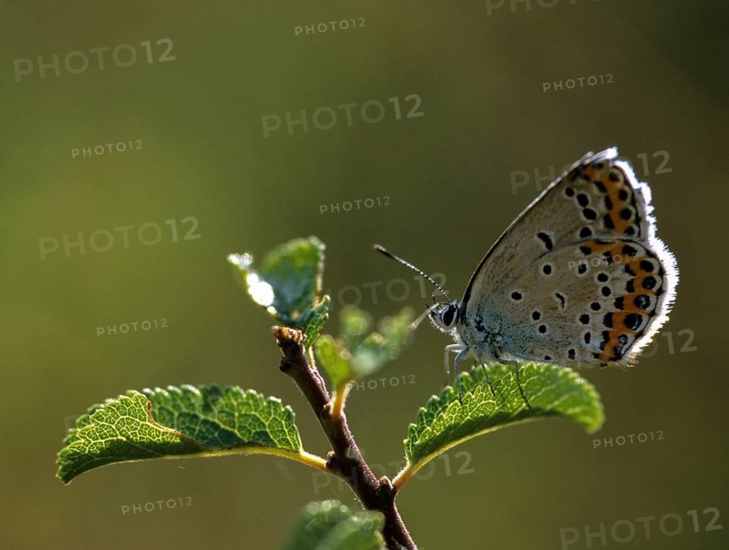 Crown pea blue, plebeius argyrognomon, Reverdin's blue, butterfly, insects, male, butterfly, butterfly, butterfly