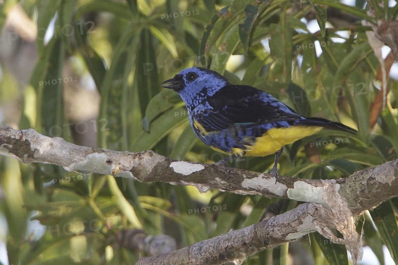 Turquoise Tanager (Tangara mexicana) perched on a branch in Ecuador, South America