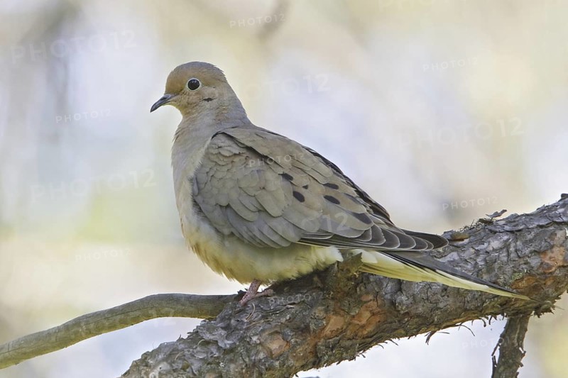 Mourning Dove (Zenaida macroura), Alberta, Canada