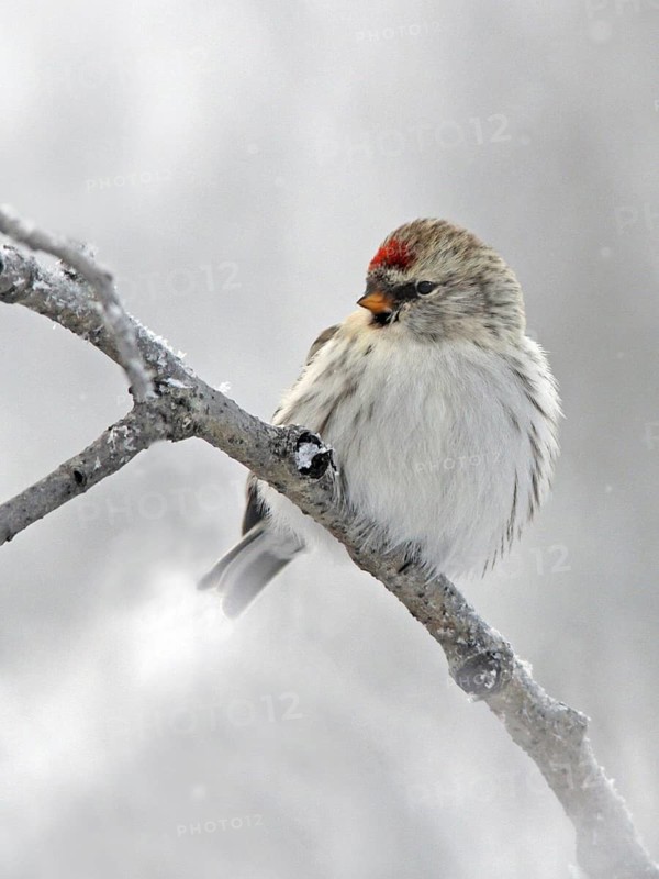 Arctic Redpoll (Acanthis hornemanni), Saskatchewan, Canada