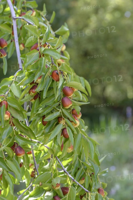 Chinese date (Ziziphus jujuba 'Lang'), Staatliche Lehr- und Versuchsanstalt für Gartenbau, Heidelberg, Baden-Württemberg, Germany