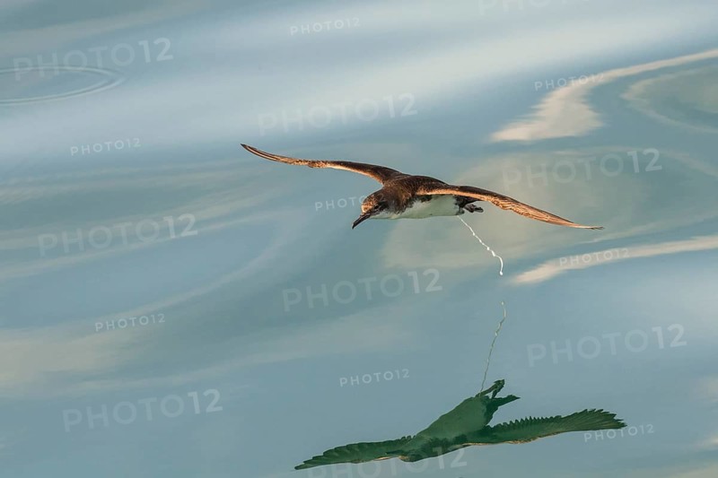 Yelkouan Shearwater (Puffinus yelkouan) flying, Tuscany, Italy