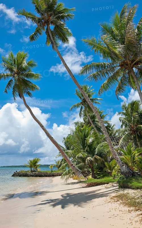 Palm beach with tall coconut palms (Cocos nucifera) on the Pacific coast, Yap Island, Yap State, Caroline Islands, FSM, Federated States of Micronesia, Australia, Oceania