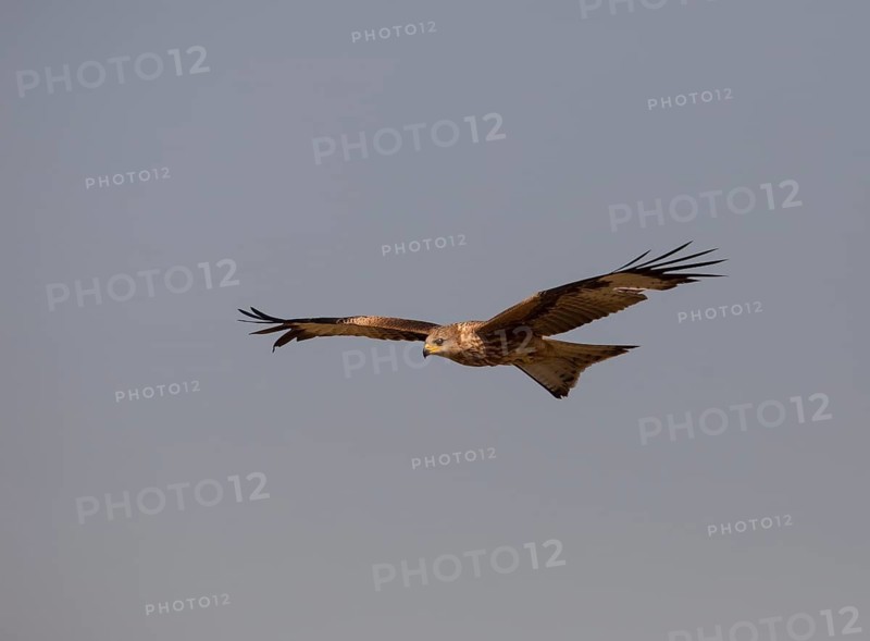 Red kite (Milvus milvus), Extremadura, Castilla La Mancha, Spain
