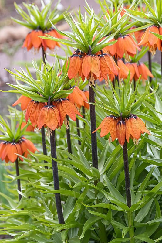 Imperial Crown (Fritillaria imperialis 'Aurora')