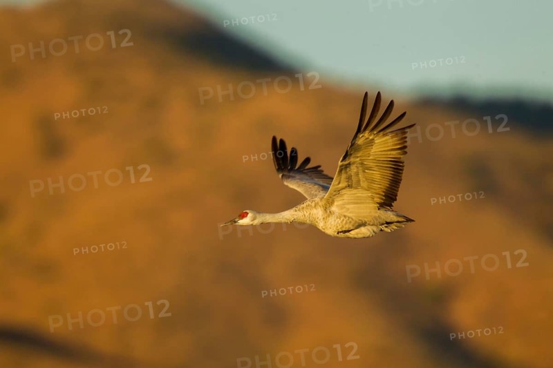 Sandhill Crane Grus canadensis Bosque del Apache National Wildlife Refuge, New Mexico, United States 16 December Adult with legs tucked into feather to warm them after a night in freezing water. Cranes roost in water to protect themselves from predators. Gruidae