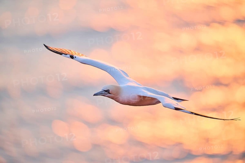 Northern gannet (Morus bassanus) flying over the sea at sunset, wildlife, Helgoland, Germany