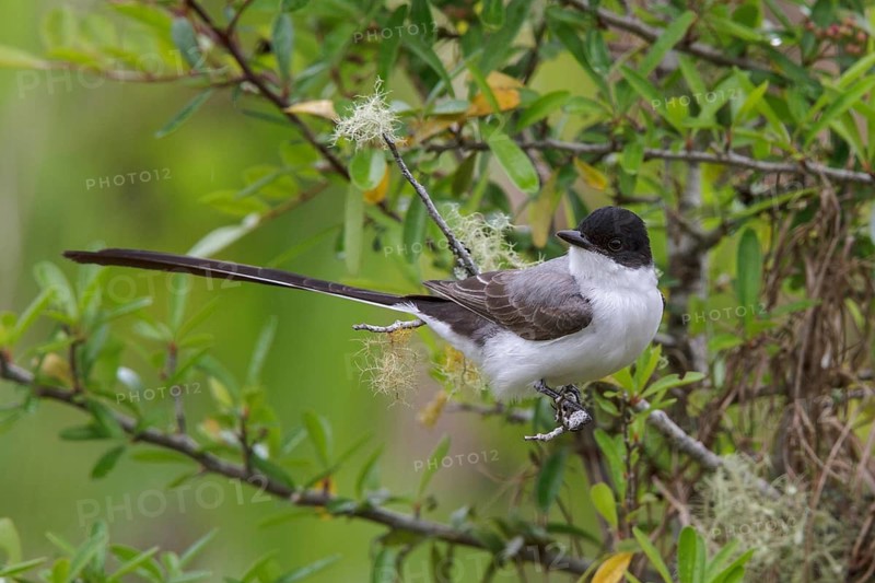 Fork-tailed Flycatcher (Tyrannus savana) perched on a branch in the Atlantic rainforest of southeast Brazil