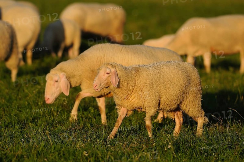Two sheep walking side by side on a green meadow in the evening light, domestic sheep (Ovis orientalis aries), Bavaria