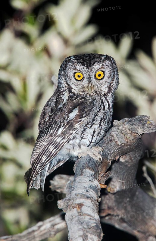 Whiskered Screech-Owl Otus trichopsis Madera Canyon, Santa Cruz County, Arizona, United States 17 May Adult Strigidae