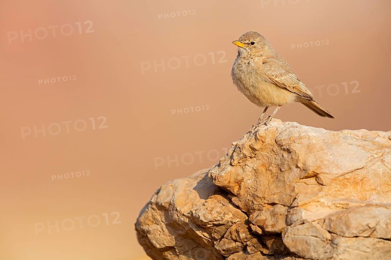 Steinlerche, Desert Lark, Ammomanes deserti, Ammomane isabelline, Terrera Sahariana