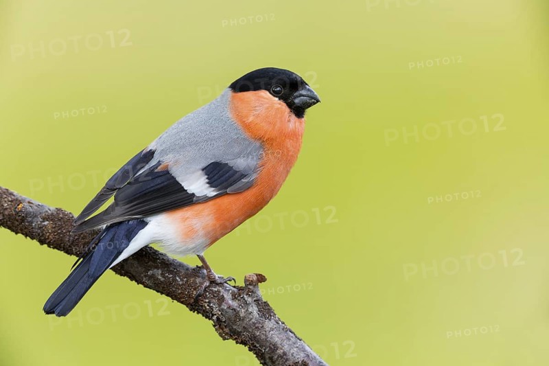 Bullfinch (Pyrrhula pyrrhula), animals, birds, finch family, Varanger Bird Park, Finnmark, Norway