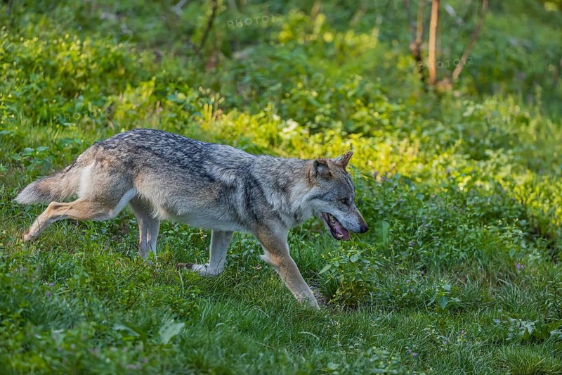 One adult male eurasian gray wolf (Canis lupus lupus) running through the green undergrowth at a forest edge