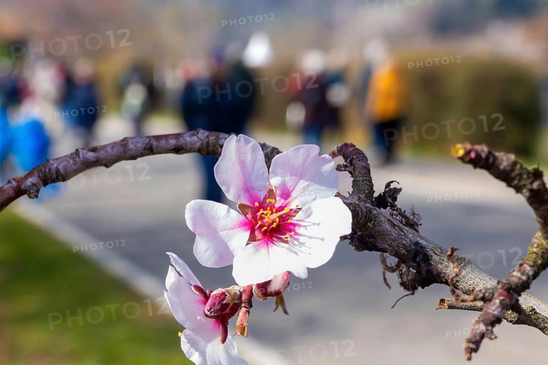 Close-up of a blossoming almond tree on the Almond Mile in Edenkoben (Palatinate)