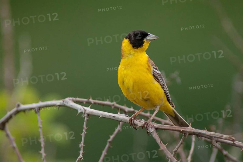 Black-headed bunting, Emberiza melanocephala, caped bunting, birds, Bulgaria, male, passeri, songbirds, birds