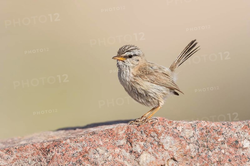 Streaked Scrub Warbler (Scotocerca inquieta), Eilat, Israel