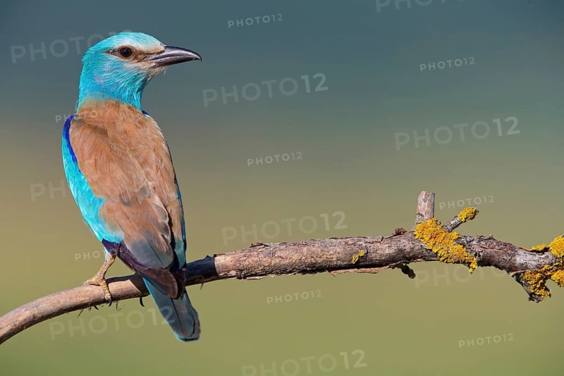 Blauracke, European Roller, Roller, Coracias garrulus, Rollier d'Europe, Carraca Europea, Carraca