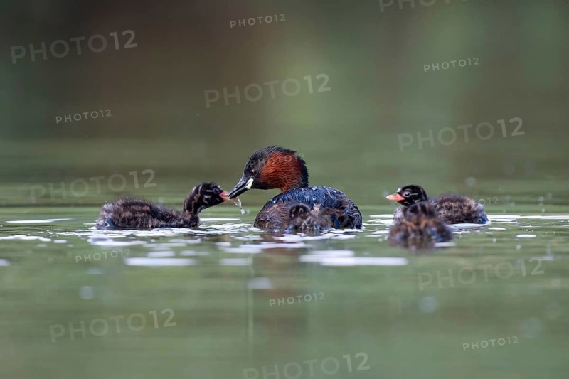 Little Grebe (Tachybaptus ruficollis) with chicks, Saxony, Germany