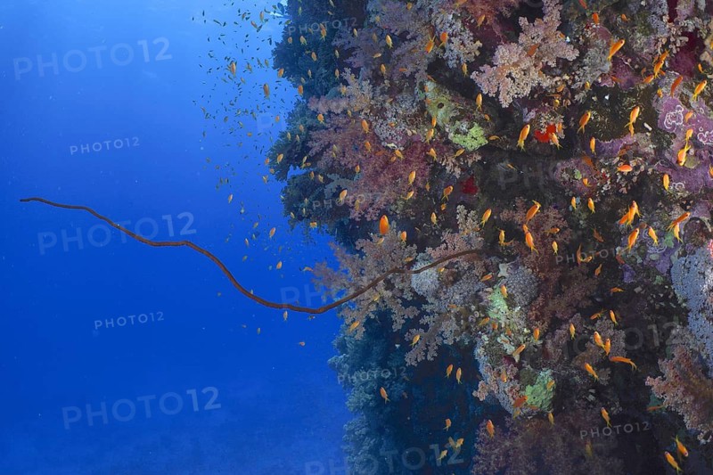 Wire Coral (Cirrhipathes spiralis)