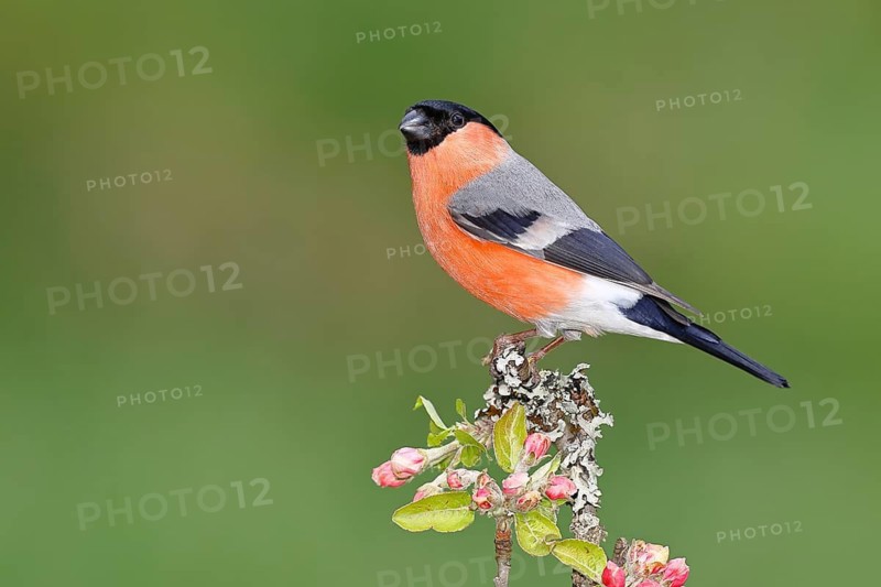 Eurasian bullfinch (Pyrrhula pyrrhula) male sitting on a branch with apple blossoms (Malus domestica), Wilnsdorf, North Rhine-Westphalia, Germany