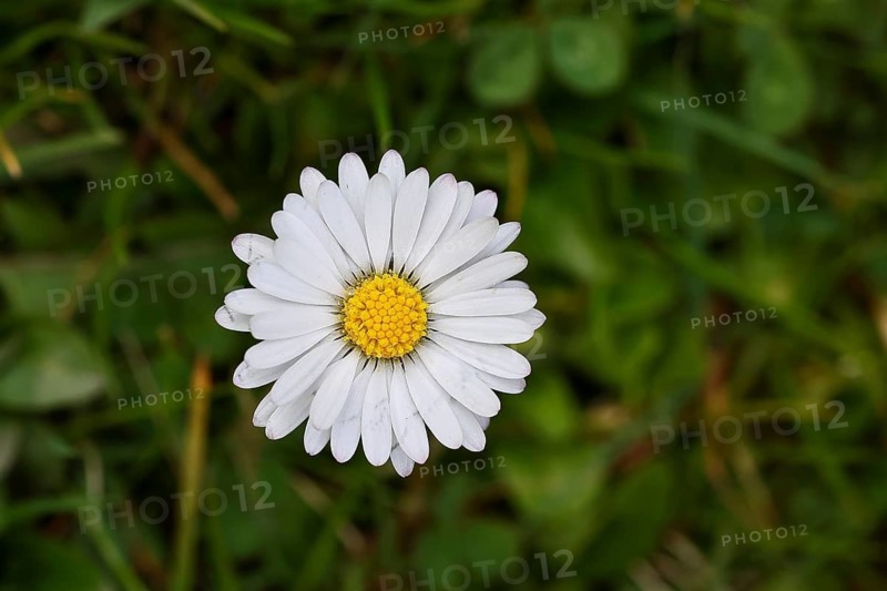 Daisy (Bellis perennis), wildflower, close-up, inflorescence, early bloomer, spring, Wilnsdorf, North Rhine-Westphalia, Germany