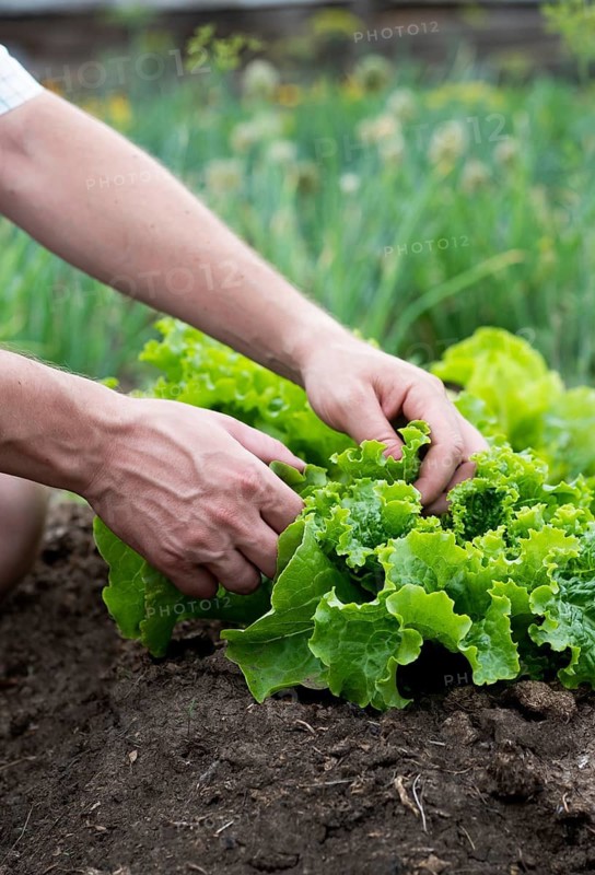 A man harvesting crisp, green lettuce from a lush garden. The hands gently pick the leaves, showcasing organic farming and sustainable agriculture practices in action