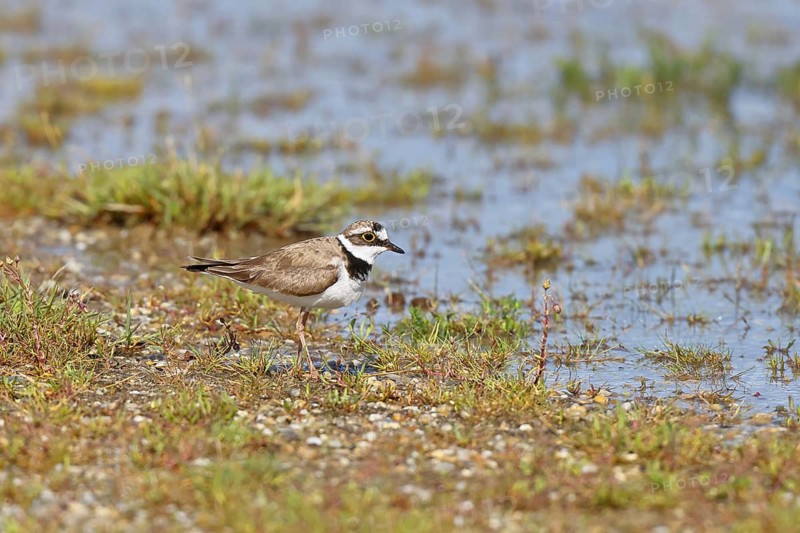 Little Ringed Plover (Charadrius dubius) adult bird standing on a gravel bank at the lakeshore, Wildlife, Lake Neusiedl National Park, Burgenland, Austria