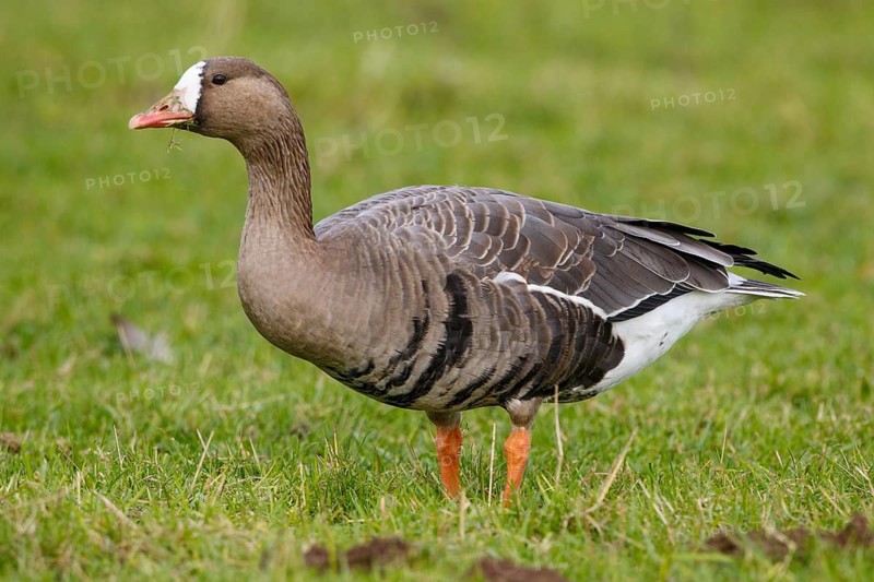 Greater White-fronted Goose (Anser albifrons), North Rhine-Westphalia, Germany