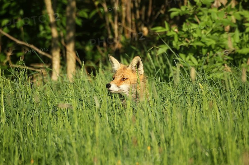 Bobcat (Vulpes vulpes) observing roe deer (Capreolus capreolus) in tall grass, Allgäu, Bavaria, Germany, Allgäu, Bavaria, Germany