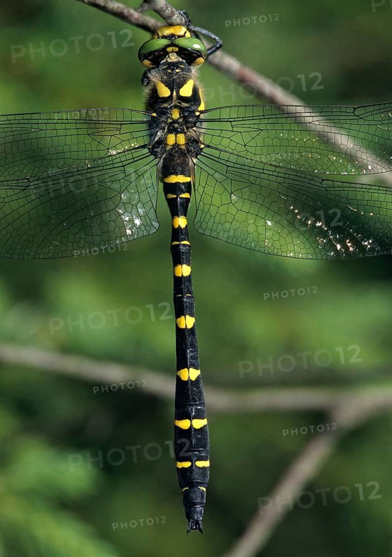 Cordulegaster bidentata, striped spring maiden, sombre golden ring, anisoptera, damselflies, dragonflies, high size, portrait format, insects, leo, dragonflies, male, odonata
